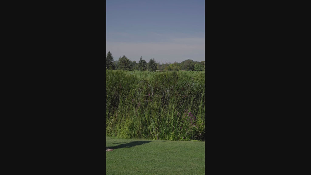 Men’s Linen Pants Pleated Belt Loops